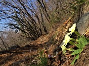 MONTE ZUCCO (1232 m) ad anello da S. Antonio Abb. (987 m)via Sonzogno (1108 m) - 4marzo 2023 - FOTOGALLERY